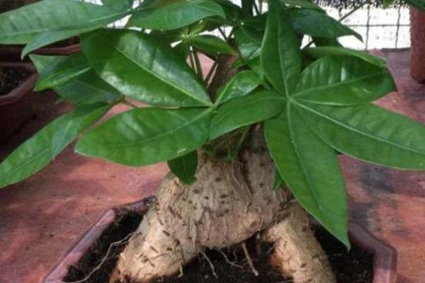 天气暖和了,你家的发财树该剃头了吧,一定要做好三件事