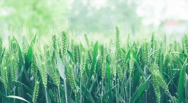 夏天|夏至后养生,牢记“一要吃、二不做、三要忌”,夏天少生病