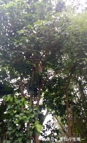 板栗|又是野果收获的季节,这些野果你认识吗?城里很少有卖的