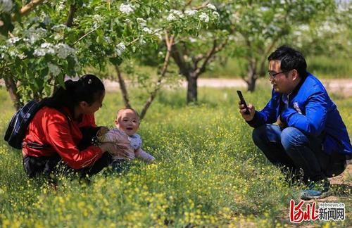 河北清河：山楂花开迎客来