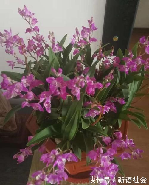 养花总是死？盆底埋点“小东西”，疏松透气不烂根，养啥旺啥