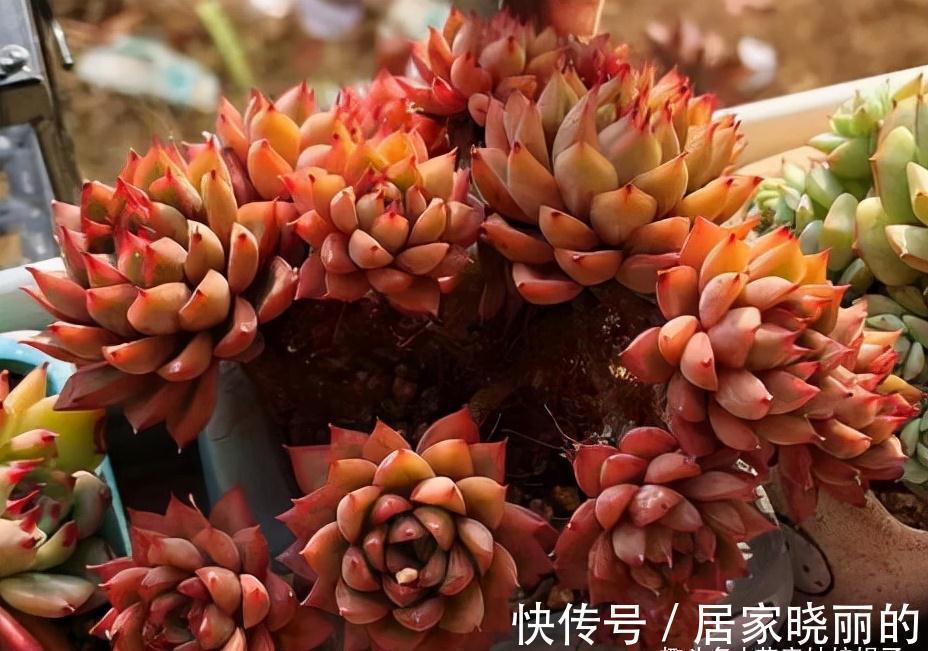 5种多肉,多晒晒就“脸红”,颜值高爱爆盆,是多肉佳品