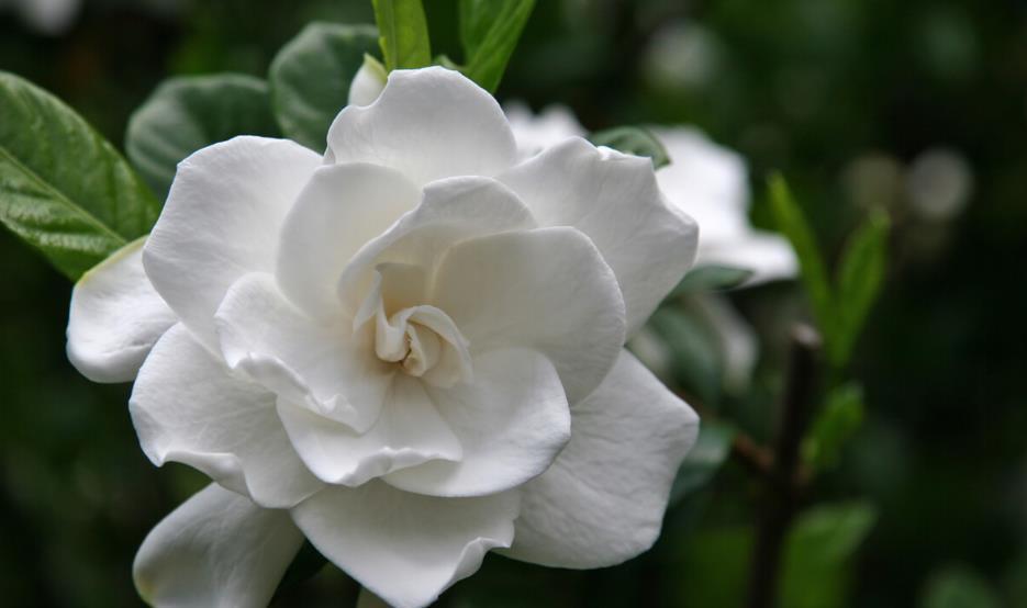 花期|栀子花的花苞打不开,还发黄脱落,是什么原因?教你3招轻松解决