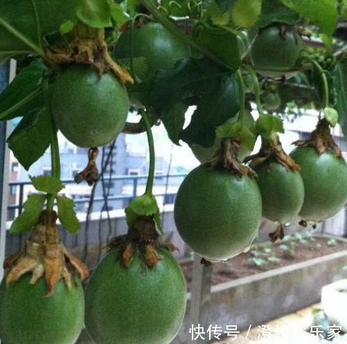 4种“果核”不要扔，埋土里，5天之后“惊喜”不断，观叶又收果！