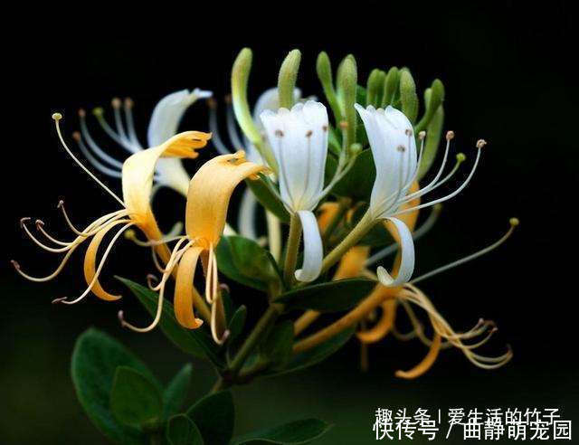 金银花和山银花的区别,认识一下,根据需要,可以区分就好