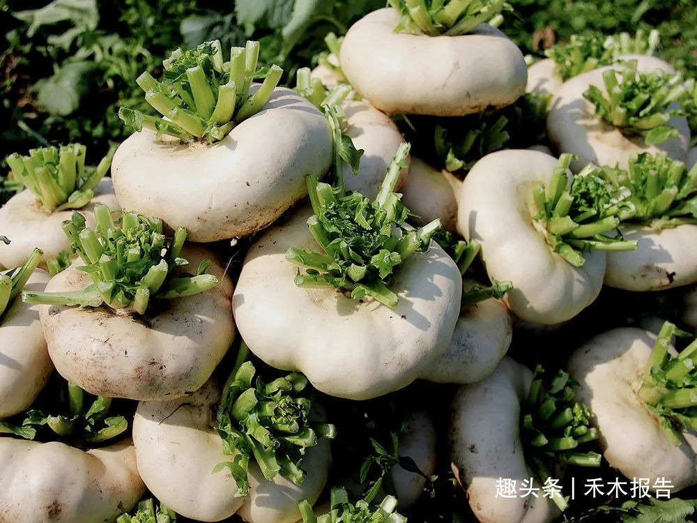 嘉话录|酷似萝卜，曾是古时行军粮，种植超2千年，如今常用来做成榨菜