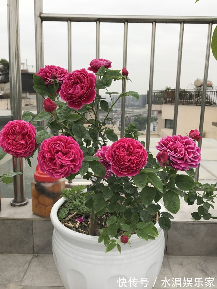 小丽菊|喜欢玫瑰 ，就试试“玫瑰精品”土星王阳台，丰腴婀娜，姿容高雅