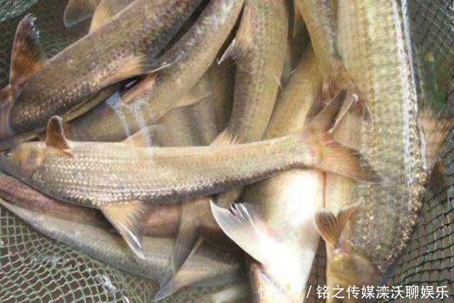 长江|人称“水米子”,短短30年,从泛滥到稀缺,迄今无法人工养殖