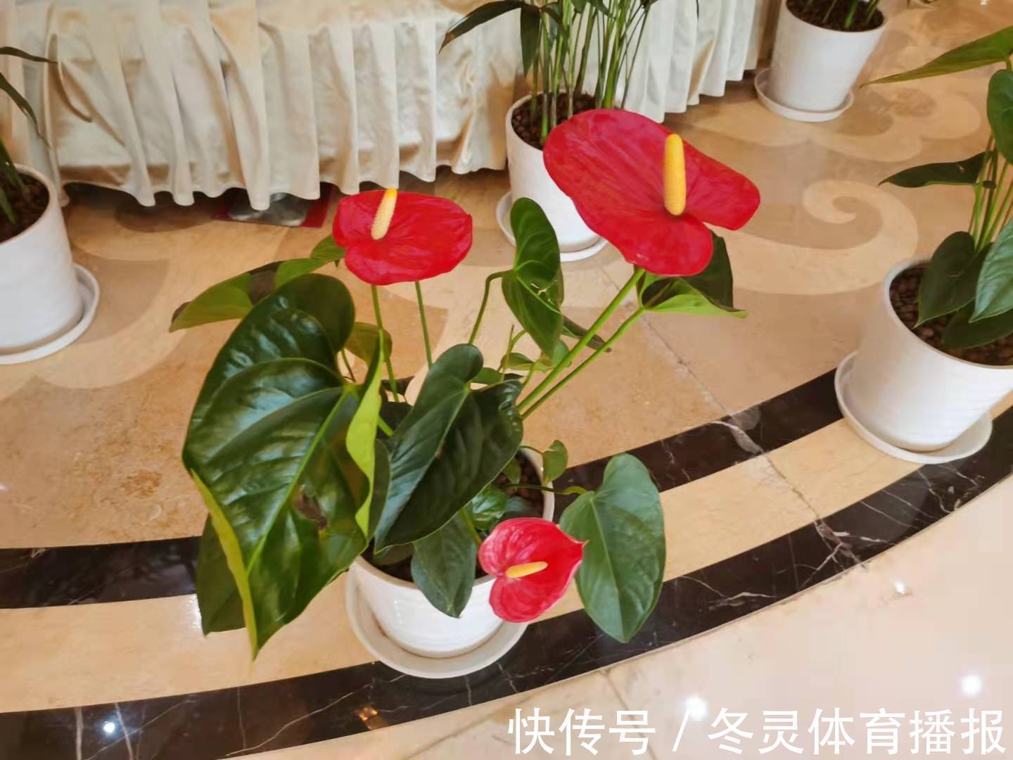 君子兰|5种漂亮的花,适合养在家里,好养又吉祥,光照少一些也能长得好