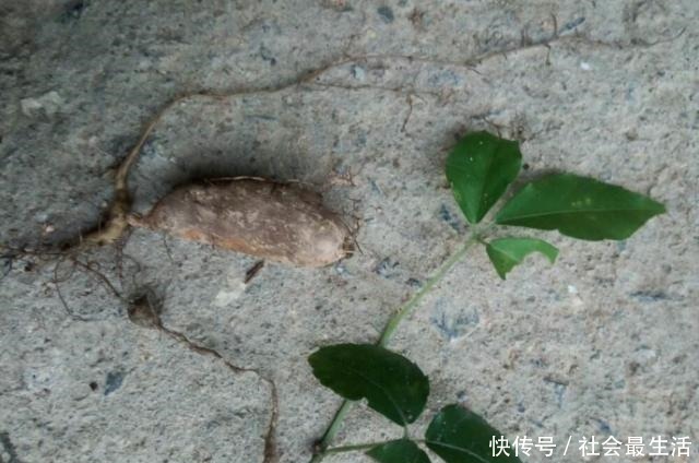 人参|山林里一青藤能长“土老鼠”,放牛娃挖来玩,老人说它比人参贵!
