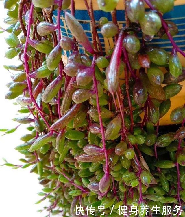 4种花太好养,沾土就能活,新手也能养爆盆!