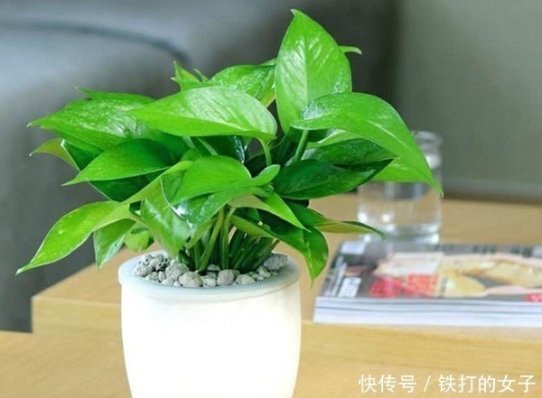 煞气|俗语“一颗绿萝七个鬼”,家中为什么不能放绿萝涨知识了!