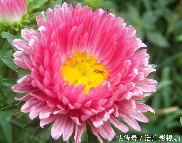 裙摆|喜欢牡丹,不如养“高档玫瑰”红羽,美艳如少女裙摆,灵动可爱