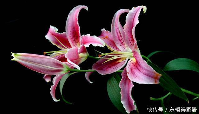 百合种球|喜欢百合,可你真的会种吗?百合种植方法图解