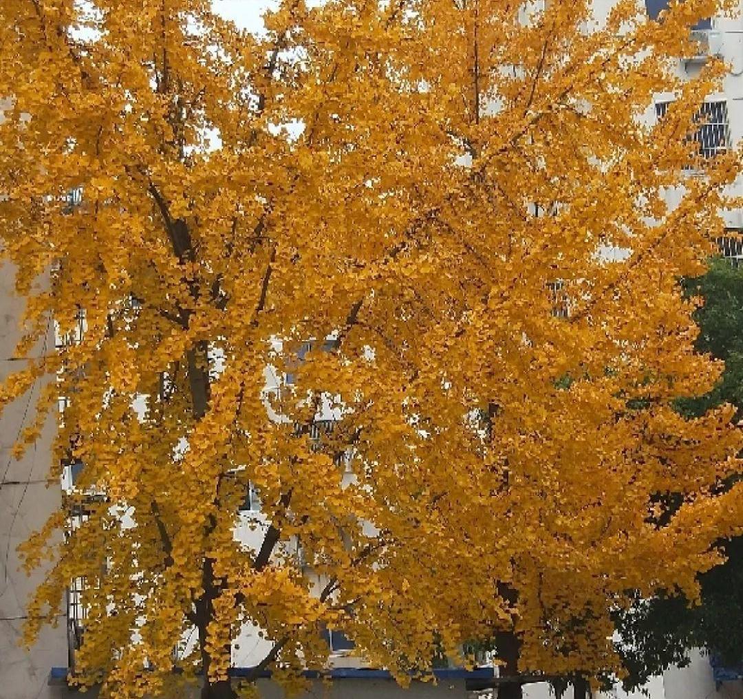 家里种“好树”,子孙一直富,6种“吉利树”,养得越久越吉利