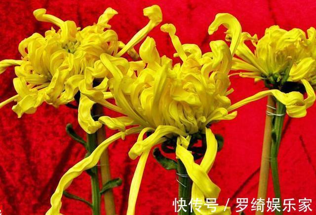 惠然|喜欢菊花,不如养“珍稀名菊”金涛汹涌,花开高贵典雅,花型丰满