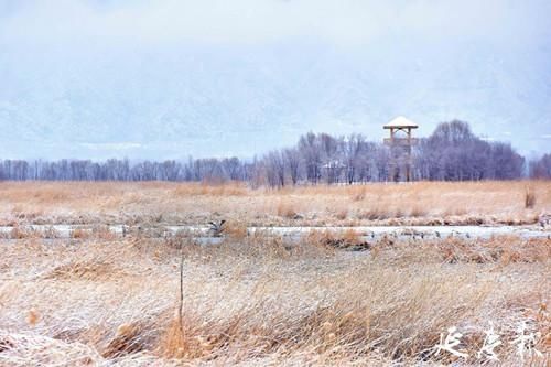 中年|冬奥赛区降瑞雪 野鸭湖畔生态美