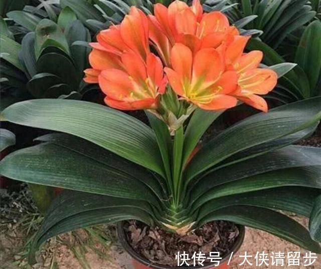 给君子兰喝一种“饮品”,一年长6片叶片,闪亮发光,可爱迷人