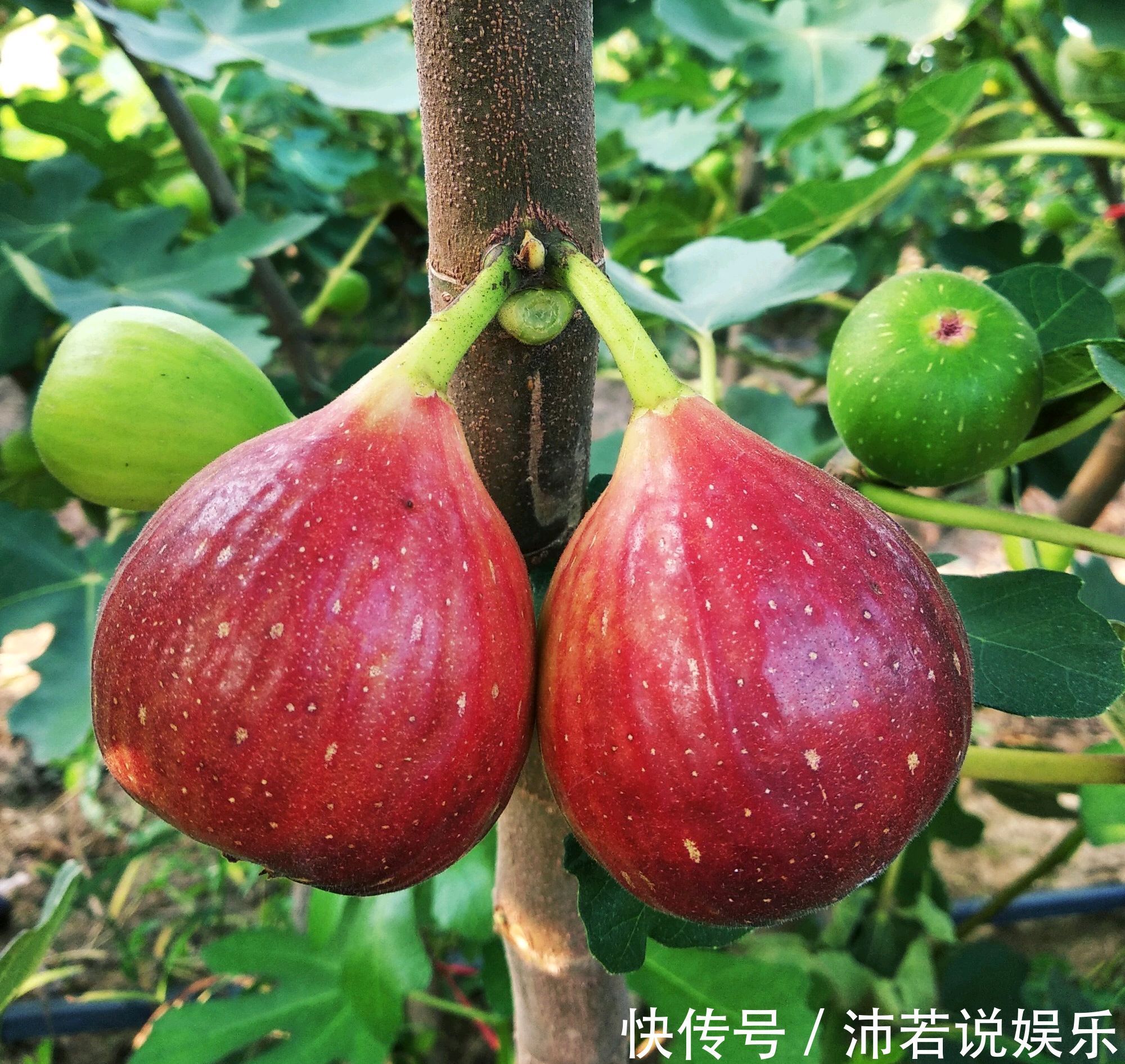 无花果水培繁殖难生根教你一招10天生根的方法,试过的都说好