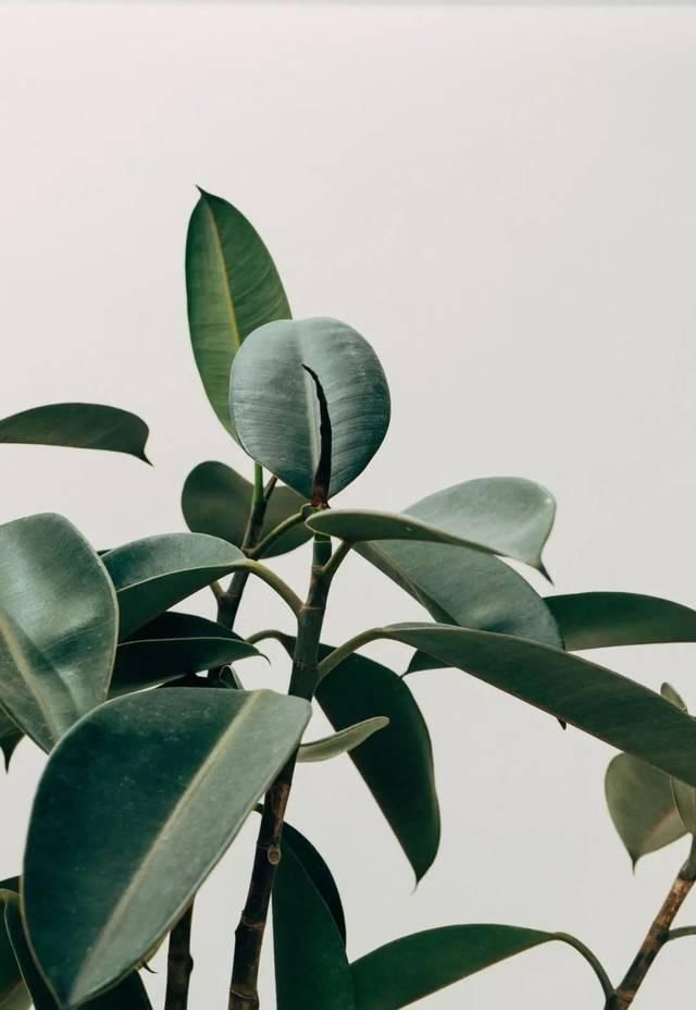 搬进|把婚礼搬进秘密花园,带着绿色和质朴,享受自然的氛围