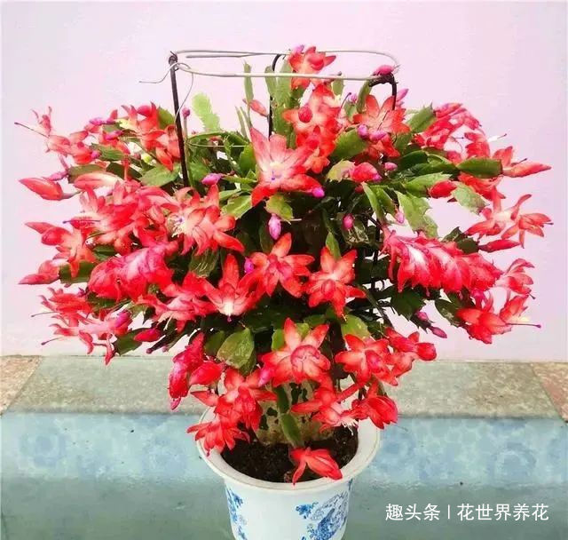 静养|蟹爪兰花后需“静养”,这些事不要做,不然蟹爪兰叶片打蔫难恢复