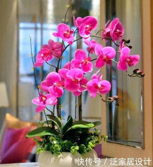 兰中皇后|养花就养4种花，家里养一盆，开花漂亮花期长，一开就是200天