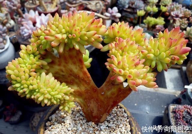 潮湿|何为“多肉开挂区”？开挂区养多肉，真的那么轻松？想多了