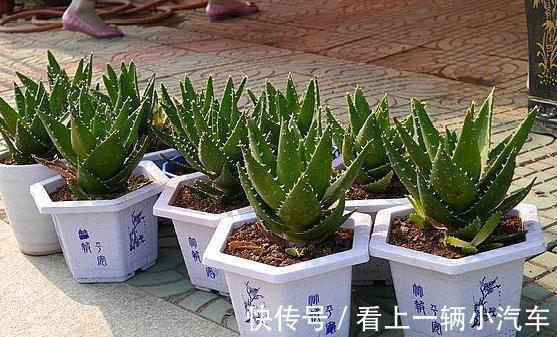 4种花是懒人之花,怎样养都没事,1个月不浇水,还爆盆了