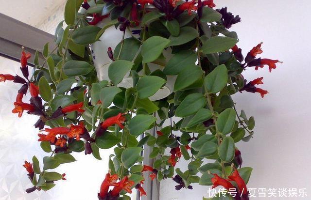 家里的绿萝换了吧，吊兰这俩品种，足够看上好几年