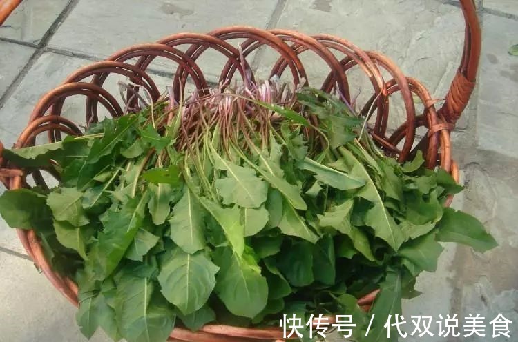 寒性|自己“晒干”的蒲公英,能当茶泡水喝吗有什么“禁忌”吗