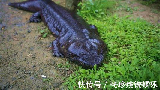 大鲵!人鱼是真实存在的吗?山海经给了我们答案,人面鱼身现存于世