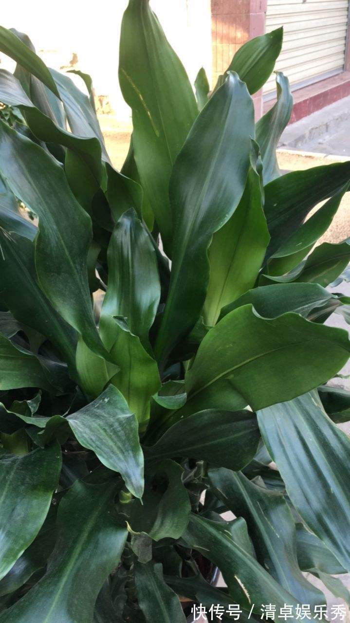 寓意|选耐阴花看看这5样，养家里寓意好，阴暗处也照样开花