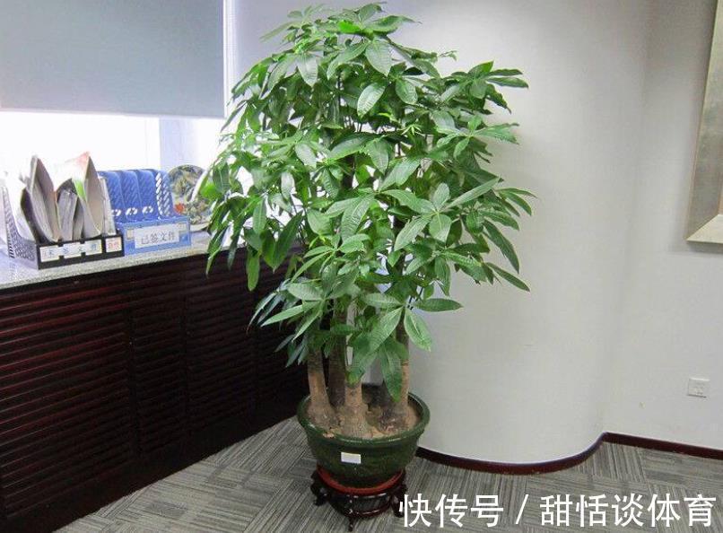 客厅摆上5种花，寓意美好越养越旺，皮实好养颜值高，适合新手