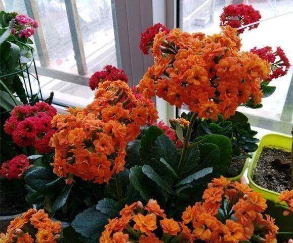 长寿花换土,切记避开“生死季”,换个时间段,沾土就生根