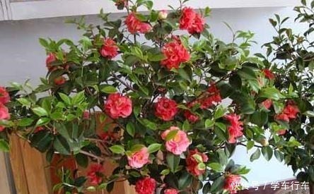 李大爷养花,真厉害,养啥“旺”啥,到底用了什么“好方法”!