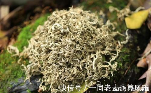 清热解毒|养生除了枸杞、黄芪,不要忘了此物,清热解毒,溶血栓,降三高