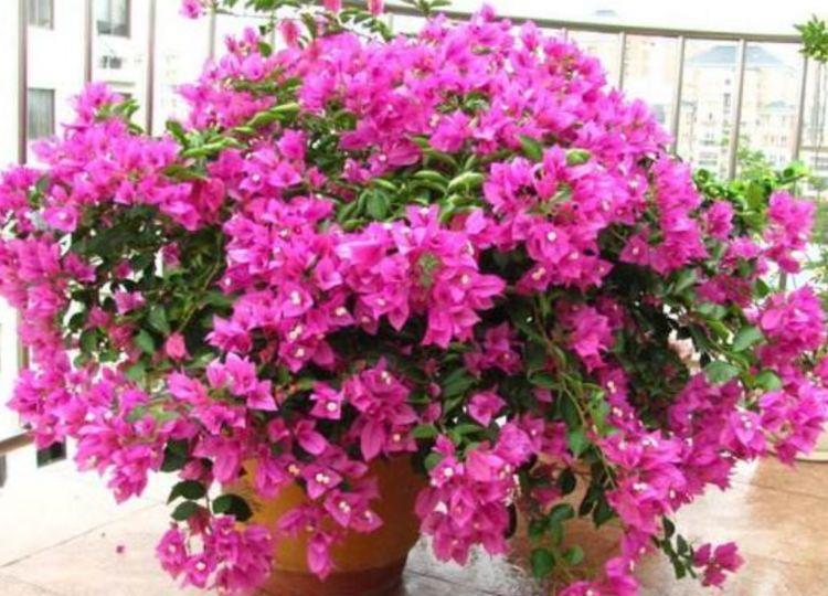 4种花便宜又好养，10元2盆，天天赏花，层层交叠，烂漫迷人眼