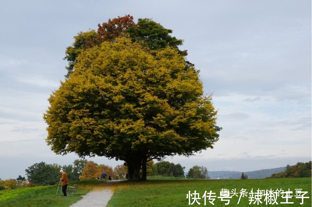 天秤座|十二星座中，哪些星座在感情中最容易吃回头草？