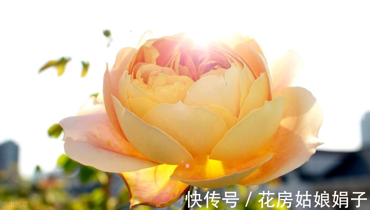 光照|夏天高温，这些花换个位置，阴凉通风的环境才生长旺盛，叶绿花多