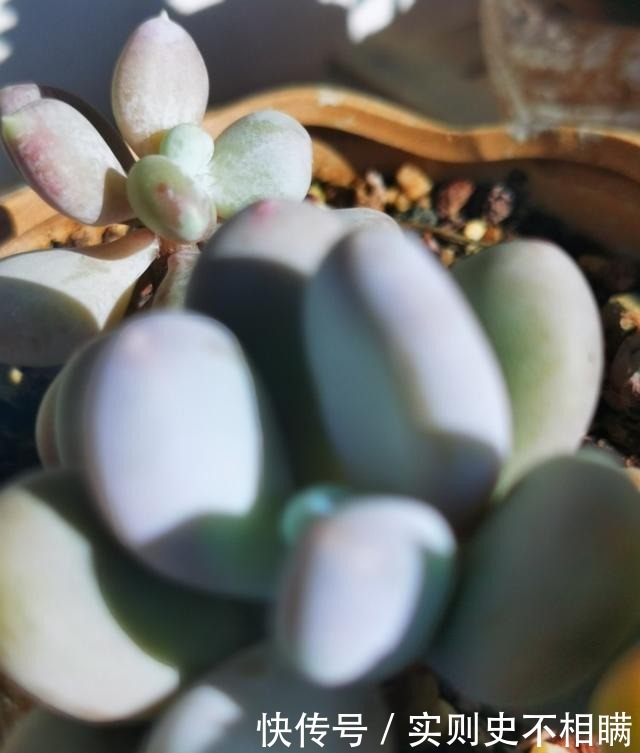 爱之蔓|你红尖尖,我红边边