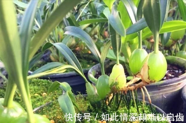 小物|遇到这种寄生“果上叶”,可别再砍掉了,加青苔做盆景,比石斛美!