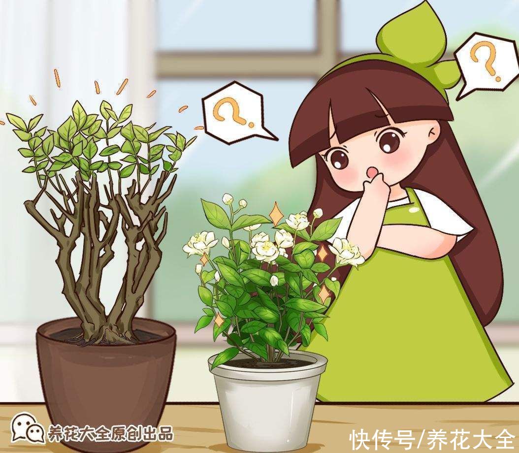 茉莉黄叶落叶|茉莉黄叶落叶怎么办?教你轻松养茉莉,重新繁茂