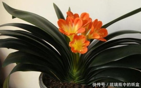 君子兰不花钱就能养仅用这“1妙招”,30天出一盆,赶紧看看!