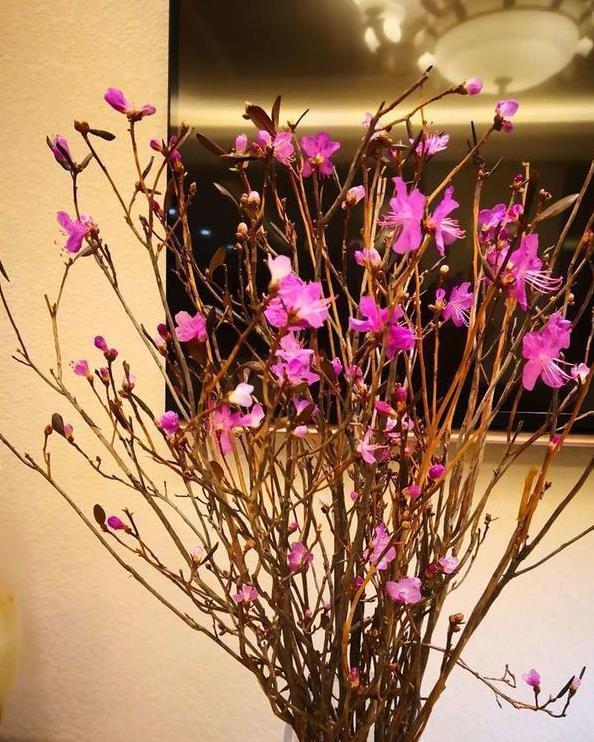 也别|残忍的“杜鹃花”,20年的“功力”,偷砍做干花,见到也别买