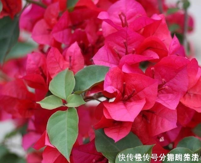 花卉|鱼肠养花,4个方法除臭效果好,花卉长得旺,开花多!