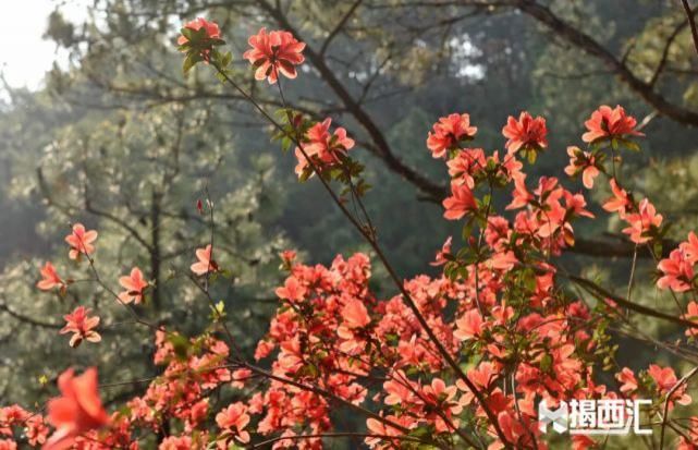 龙山杜鹃怒放，赏花正当时，点缀揭西的绿水青山