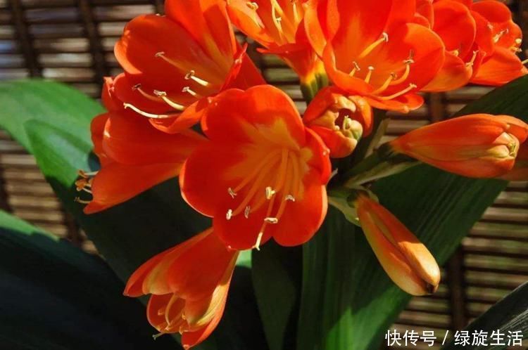 没经验的别养这3种花,买几棵死几棵,黄叶烂根不开花