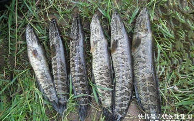 繁殖|夏季钓黑鱼，用这种手竿钓法，不用浮漂不用坠，哪里有鱼钓哪里