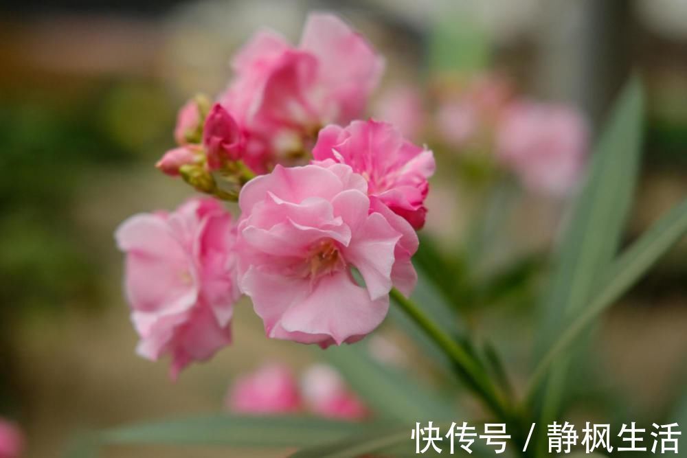 不适合养在室内的花,赶紧搬出去,再漂亮都不要养!