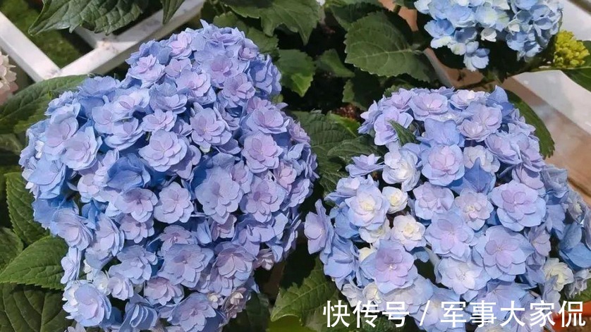 绣球|养绣球花,别忘记1件事,做迟了或不干,花败后植株很难复花